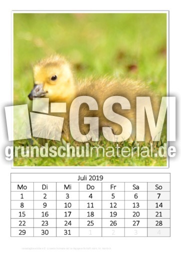 Juli_Kanadagänseküken.pdf